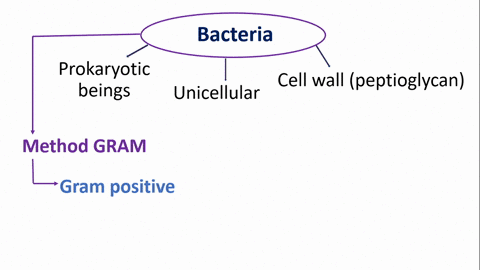 gram-positive-and-gram-negative-bacteria-are-characterized-by-differences-in-a-the-cell-wall-gram-ha
