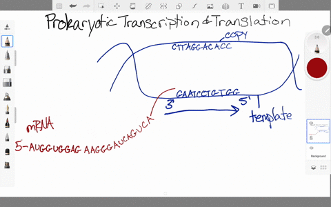 refer-to-the-figure-to-answer-these-questions-a-add-labels-for-mrna-including-the-5prime-and-3prim-3
