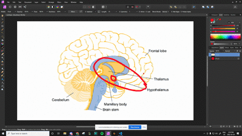 which-brain-structure-relays-sensory-information-from-the-periphery-to-higher-brain-centers-in-the-c