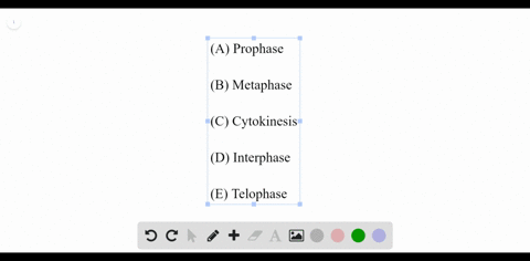 during-which-phase-of-the-cell-cycle-does-dna-replication-occur-a-prophase-b-metaphase-c-cytokinesis
