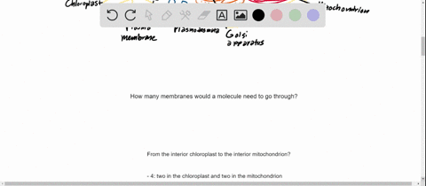 through-how-many-membranes-would-a-molecule-have-to-pass-in-moving-from-the-interior-stroma-of-a-chl