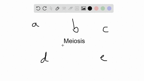 meiosis-functions-in-______________-a-asexual-reproduction-of-single-celled-eukaryotes-b-growth-and-