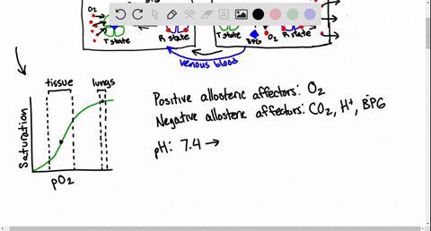 what-is-the-effect-of-the-following-changes-on-the-mathrmo_2-affinity-of-hemoglobin-a-a-drop-in-the-