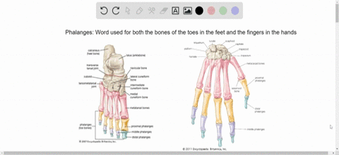indicate-whether-the-statement-is-true-t-or-false-f-the-term-phalanges-refers-to-the-bones-in-both-t