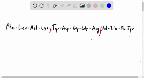 which-amide-bonds-in-the-following-polypeptide-are-cleaved-by-trypsin-by-chymotrypsin-phe-leu-met-ly
