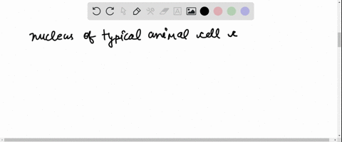 what-does-a-nucleus-of-a-typical-animal-cell-contain-a-chromosomes-b-genes-c-dna-d-all-of-these