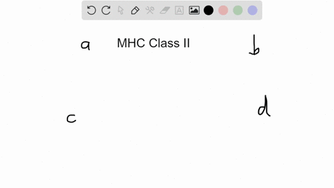 which-type-of-cell-lacks-mhc-class-ii-proteins-a-dendritic-cells-c-b-cells-b-macrophages-d-t-cells