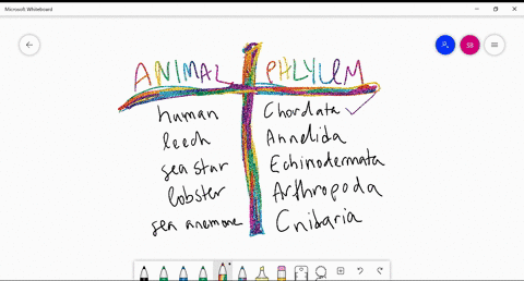 match-each-of-the-following-animals-to-its-phylum-a-human-b-leech-c-sea-star-d-lobster-e-sea-anemone