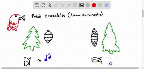 red-crossbills-loxia-curvirostra-species-complex-are-small-finches-specialized-for-eating-seeds-prie