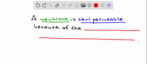 what-features-of-a-membrane-are-major-contributors-to-its-selective-permeability-a-phospholipid-bila