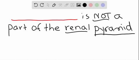 which-of-the-following-are-not-found-in-a-renal-pyramid-a-collecting-ducts-b-vasa-recta-c-peritubu-2