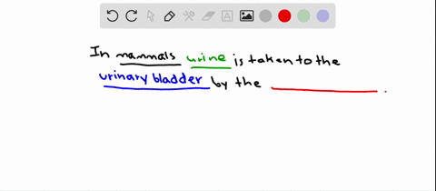 in-the-mammalian-urinary-system-the-urine-formed-in-the-kidneys-is-carried-to-the-urinary-bladder-by