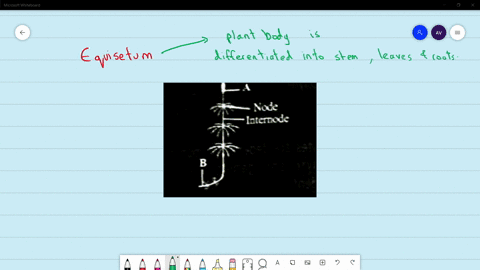 identify-the-parts-labelled-a-and-b-in-the-given-figure-6-equisetum-and-select-the-correct-option-a-