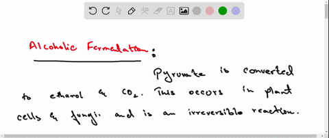 the-pyruvate-rightarrow-lactate-reaction-in-animals-is-reversible-but-the-pyruvate-rightarrow-ethano