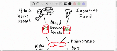 proper-blood-glucose-levels-are-necessary-to-maintain-cellular-function-because-glucose-is-fuel-for-