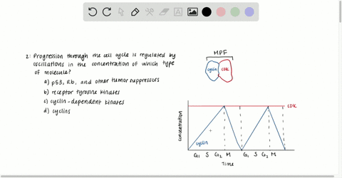 progression-through-the-cell-cycle-is-regulated-by-oscillations-in-the-concentration-of-which-type-o