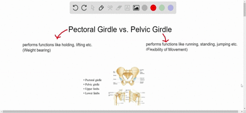 indicate-whether-the-statement-is-true-t-or-false-f-the-pectoral-girdle-is-specialized-for-weight-be