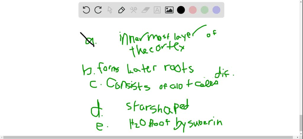 solved-the-pericycle-a-is-the-innermost-layer-of-the-cortex-b-is-the