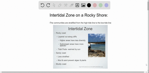which-best-describes-the-intertidal-zone-on-a-rocky-shore-a-the-dominant-low-energy-community-is-lik