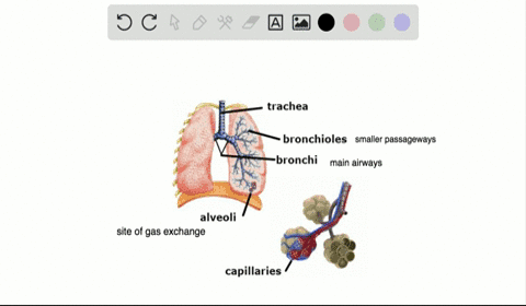 which-of-the-following-statements-about-the-mammalian-respiratory-system-is-false-a-when-we-breathe-