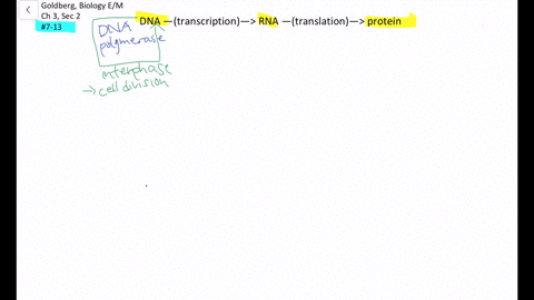 questions-7-13-choose-from-the-terms-below-a-translation-b-transcription-c-replication-d-rna-proce-7