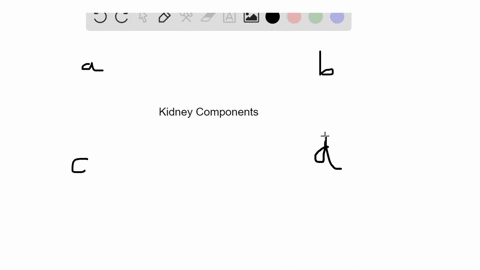 identify-the-kidney-component-in-the-key-that-matches-the-description-a-glomerular-capsule-b-proxi-2