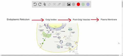 put-the-following-structures-in-order-according-to-the-pathway-of-a-secreted-protein-a-plasma-memb-5