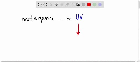 the-mutagenic-effect-of-uv-light-is-a-the-alteration-of-cytosine-bases-to-adenine-bases-b-the-format