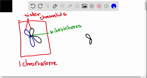 fill-out-the-following-table-for-a-cell-with-5-chromosomes-undergoing-mitosis-is-this-cell-haploid-2