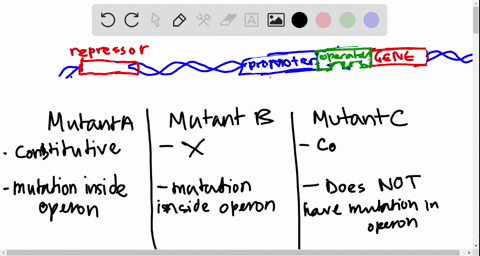 develop-a-simple-hypothesis-that-would-explain-the-behavior-of-each-of-the-following-types-of-muta-2