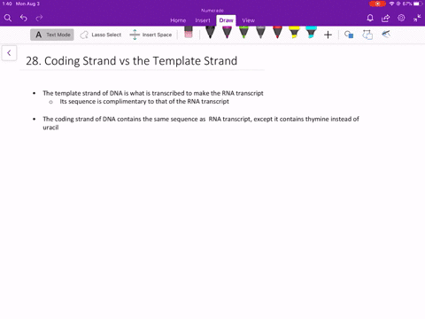 ⏩SOLVED:Explain the difference between the coding strand and the ...