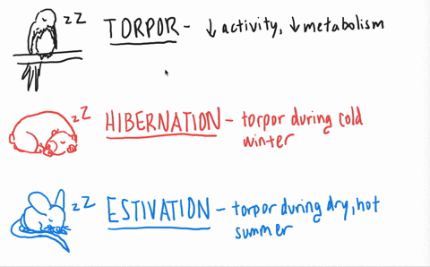 what-term-describes-the-condition-of-a-desert-mouse-that-lowers-its-metabolic-rate-and-sleeps-during