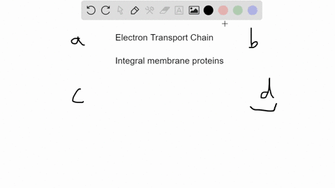 in-eukaryotic-cells-the-molecules-that-form-the-electron-transport-chain-and-atp-synthase-are-found-
