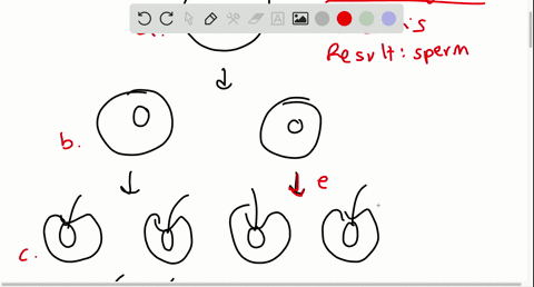 match-the-part-of-the-diagram-to-the-correct-label-spermatids