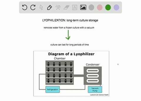 lyophilization-can-be-described-as-________________-a-freeze-drying-b-deep-freezing-c-refrigeration-