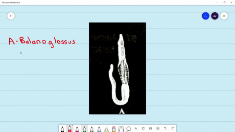 identify-the-animal-a-and-name-the-phylum-to-which-its-belongs-b-a-a-balanoglossus-b-hemichordata-b-
