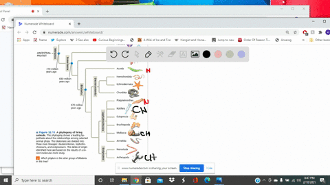 based-on-figure-3211-draw-a-phylogenetic-tree-of-bilateria-that-includes-the-ten-phyla-of-bilaterian