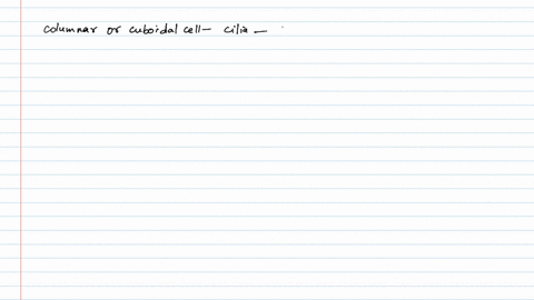 which-of-the-following-statements-isare-false-about-columnar-epithelium-i-it-is-made-of-tall-and-sle
