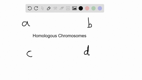 what-are-homologous-chromosomes-a-chromosomes-that-are-similar-in-their-size-shape-and-gene-conten-2