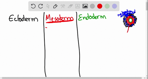 which-of-the-following-are-mismatched-a-endoderm-lining-of-the-digestive-tube-b-ectoderm-circulato-5