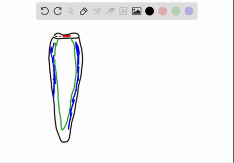 an-_____-strip-between-abutting-endodermal-cell-walls-forces-water-and-solutes-to-move-through-these