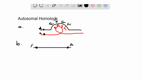 a-petunia-is-heterozygous-for-the-following-autosomal-homologs-a-draw-the-pairing-configuration-th-2