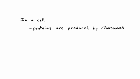 proteins-are-produced-a-in-the-cytoplasm-or-the-er-b-in-the-nucleus-c-in-the-golgi-apparatus-d-none