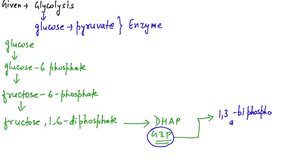 SOLVED:Glycerol can be converted into glucose by conversion into ...