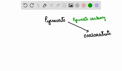 the-action-of-malic-enzyme-opposes-the-action-of-pyruvate-carboxylase-a-diagram-the-substrate-cycle-