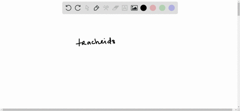 tracheids-are-part-of-__________-a-cortex-b-mesophyll-c-phloem-d-xylem