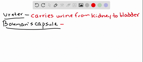 match-each-structure-with-a-function-______ureter-______bowmans-capsuleurethra-______urethra-______d