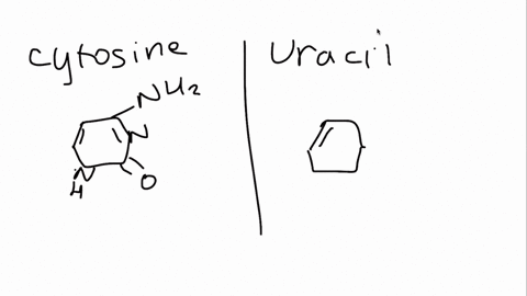 how-do-the-bases-cytosine-and-uracil-differ-211