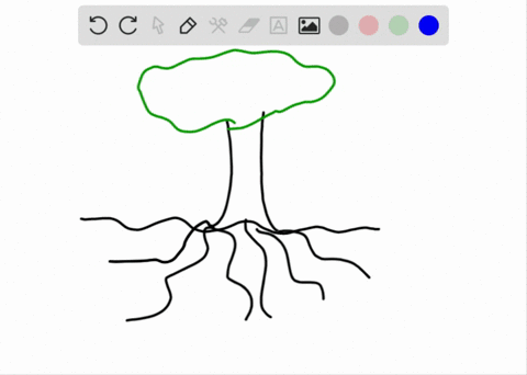 true-or-false-only-sac-fungi-form-mycorrhizae