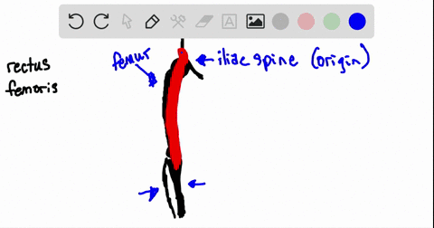 the-muscle-indicated-on-the-figure-is-the-________-a-biceps-brachii-c-rectus-abdominus-b-rectus-femo